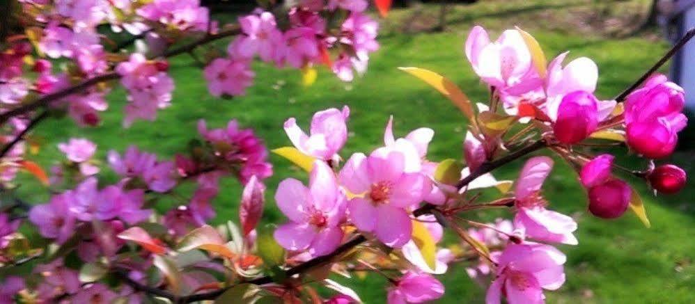 The Pines Of Dresden B&B 외부 사진